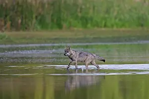 Saxony Prints: Solitary European gray wolf (Canis lupus)