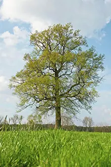 Solitary Prints: Solitary oak (Quercus robur) in spring, Lower Saxony, Germany, Europe