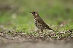 Adult Animal Prints: Song thrush (Turdus philomelos) adult bird on a woodland floor