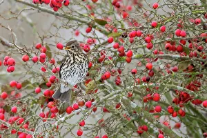Animal Theme Prints: Song Thrush (Turdus philomelos)) eating Hawthorn berries