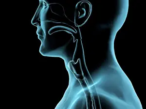 X Ray Prints: Sore throat, side x-ray, Hank Grebe, (b.20th C./American), Computer graphics