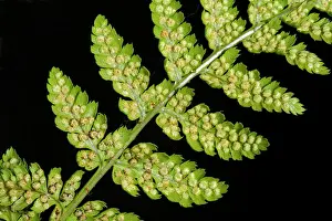 Blade Prints: Sori developing on the underside of the frond or blade of a male fern