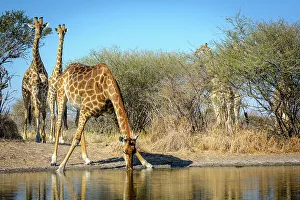 Kalahari Prints: South African giraffe or Cape giraffe (Giraffa camelopardalis giraffa) drinking