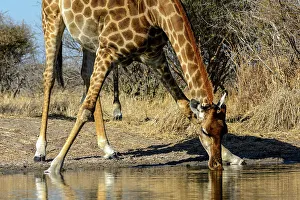 Kalahari Prints: South African giraffe or Cape giraffe (Giraffa camelopardalis giraffa) drinking