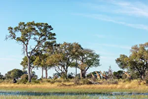 Wildanimal Prints: South African giraffe or Cape giraffe (Giraffa camelopardalis giraffa) running