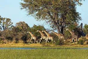 Wildanimal Prints: South African giraffe or Cape giraffe (Giraffa camelopardalis giraffa) running
