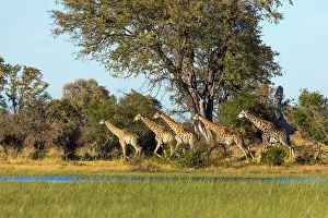 Wildanimal Prints: South African giraffe or Cape giraffe (Giraffa camelopardalis giraffa) running