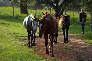 Mpumalanga Prints: South African Horse Back Safaris at Dawson's Lodge near Barbeton