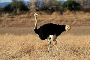 Feed Prints: South African ostrich (Struthio camelus australis)