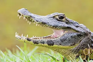 Tooth Prints: South America, Brasilia, Mato Grosso do Sul, Pantanal, Yacare caiman, Caiman yacare