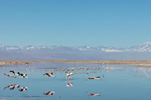 Chile Prints: South America, Chile, Atacama desert, Flamingos at the saltlake Salar de Atacama