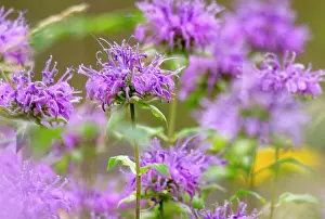 Petals Prints: South Dakota. USA. Wild bergamot (Monarda fistulosa) in bloom