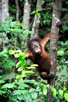 Land Scape Prints: South-East Asia, Malaysia, Borneo, Sabah, Orang-Utan in the Shangri-La hotel Reserve