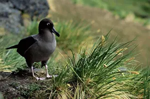 South Georgia Prints: SOUTH GEORGIA ISLAND, GRYTVIKEN, LIGHT-MANTLED SOOTY ALBATROSS AT NESTING SITE