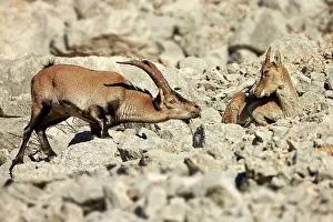 Race Prints: Southeastern Spanish Ibex (Capra pyrenaica hispanica) young male approaching adult female