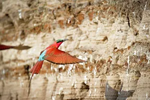 Carmine Bee Eater Prints: Southern Carmine Bee-Eaters (Merops nubicoides) in flight