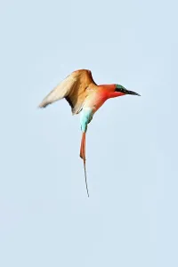 Carmine Bee Eater Prints: Southern Carmine Bee-Eaters (Merops nubicoides) in flight