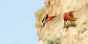 Carmine Bee Eater Prints: Southern Carmine Bee-Eaters (Merops nubicoides) returning to nest holes