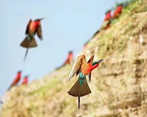 Carmine Bee Eater Prints: Southern Carmine Bee-Eaters (Merops nubicoides) returning to nest holes