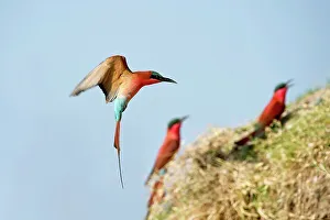 Birds Nest Prints: Southern Carmine Bee-Eaters (Merops nubicoides) returning to nest holes