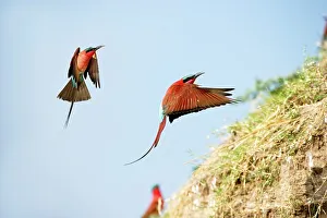 Carmine Bee Eater Prints: Southern Carmine Bee-Eaters (Merops nubicoides) returning to nest holes