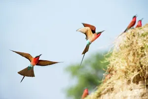 Five Animals Prints: Southern Carmine Bee-Eaters (Merops nubicoides) returning to nest holes