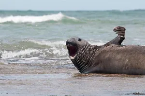Body Of Water Prints: Southern Elephant Seal (Mirounga leonina), near Punta Ninfas, Argentina, South America
