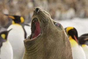 Animal Mouth Prints: Southern Elephant seal (Mirounga leonina) pup calling and King Penguins (Aptenodytes Patagonicus) in the background