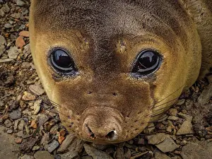 Global Warming Prints: Southern Elephant Seal (Mirounga leonina) pup at Grytviken, South Georgia
