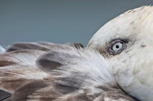 Falkland Islands Prints: Southern Giant petrel (Macronectes giganteus) resting with bill tucked under its wing