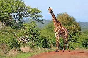 Feed Prints: Southern giraffe (Giraffa camelopardalis giraffa)