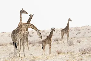 Chordate Prints: Southern Giraffe (Giraffa camelopardalis giraffa) family, Etosha National Park, Namibia