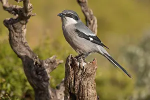 Branches Prints: Southern grey shrike (Lanius meridionalis)