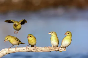 Kalahari Prints: Southern masked weaver or African masked weaver (Ploceus velatus) juveniles