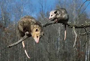 Climbing Prints: southern opossum female & young didelphis marsupialis on thin branch minnesota, usa