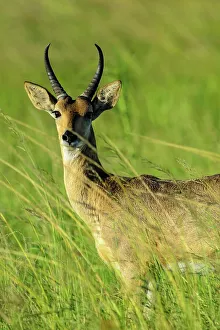 Southern reedbuck, rietbok or common reedbuck (Redunca arundinum)