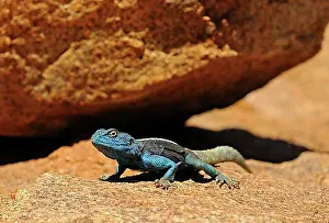 Worlds Prints: Southern Rock Agama, Knobel's Agama (Agama atra knobeli)