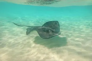 Caribbean Prints: Southern Stingray (Hypanus americanus), Grand Cayman, BWI