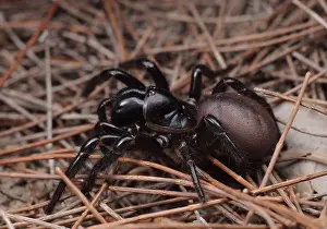 Lonely Prints: Southern tree dwelling funnel web (Hadronyche cerberea), Australia