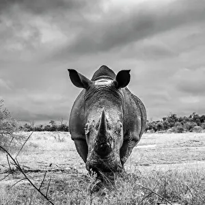Naturalness Prints: Southern white rhinoceros (Ceratotherium simum simum) wide angle front view in Hlane royal National park