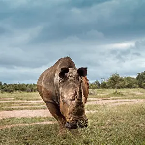 Front Views Prints: Southern white rhinoceros (Ceratotherium simum simum) wide angle front view in Hlane royal National park