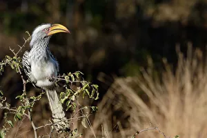 Naturalresource Prints: Southern yellow-billed hornbill (Tockus leucomelas)