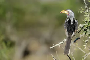 Naturalresource Prints: Southern yellow-billed hornbill (Tockus leucomelas)