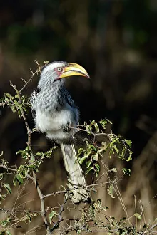 Naturalresource Prints: Southern yellow-billed hornbill (Tockus leucomelas)