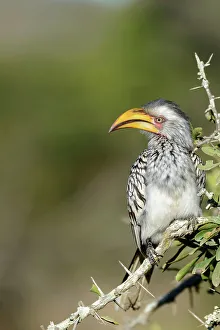 Naturalresource Prints: Southern yellow-billed hornbill (Tockus leucomelas)