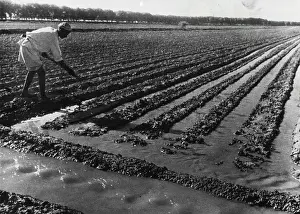 Harvesting Prints: Soviet Kazakhstan -- Watering the collective farm cotton plantations in Southern Kazakhstan