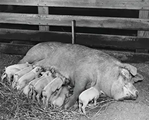 Female Animal Prints: Sow feeding its piglets (Sus scrofa)