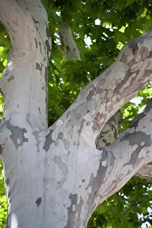 Barcelona Prints: Spain, Catalonia, Barcelona, Peeling bark on a Plane tree