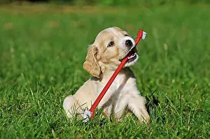 Domestic Dogs Prints: Spaniel Mongrel, puppy 6 weeks old