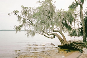 Spanish Moss covered tree over the water in Goose Creek North Carolina